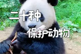 跟着悟空认识20种保护动物 #神奇动物在抖音 #动物科普 #看动物世界品百味人生 #科普