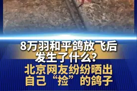 8万羽和平鸽放飞后发生了什么？最快的3分钟就到家，迷路的已经到了别人家。（来源：长城新媒体）视频封面