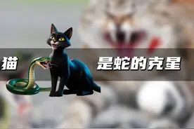 为什么说猫是蛇的天敌？ #冷知识 #科普 #儿童动画 #动画短片视频封面