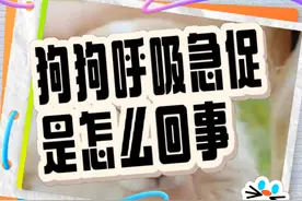 狗狗呼吸急促是怎么回事 #狗狗 #萌宠出道计划 #养狗小知识视频封面