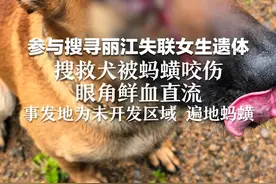 参与搜寻丽江失联女生遗体 搜救犬被蚂蟥咬伤 眼角鲜血直流 事发地为未开发区域 遍地蚂蟥