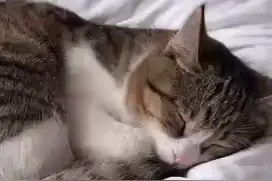 从舆情宣传角度来看此次悟空小猫事件，简单讲讲。 #赵朔西行漫记视频封面