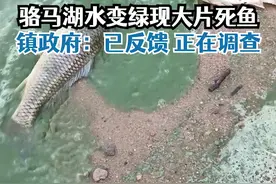 骆马湖景区湖水变绿出现大片死鱼，镇政府：已反馈正调查#骆马湖 #旅游 #自然环境 #江苏dou知道视频封面