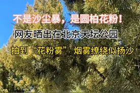 天呐！北京天坛公园上演“花粉爆”，专家：外出应加强防护！#花粉过敏  #北京花粉  #过敏性鼻炎  #鼻用过滤器  #霾星人视频封面