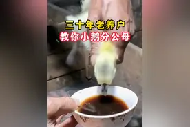三十年老养户教你小鹅分公母 #养鹅 #养鹅技术分享   #养鹅流程 #养鹅人   #科学养鹅视频封面