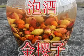 野果“金樱子”泡酒，方法简单易学，果味香甜醇厚！视频封面