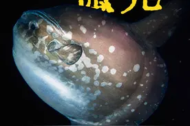 鲀形目：无法逃脱的狭缝 翻车鱼一次或许能生产3亿颗卵视频封面