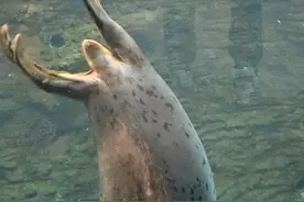 第一眼这是什么东西？第二眼快让我ruarua#斑海豹 #海洋馆 #搞笑 #迷惑行为大赏