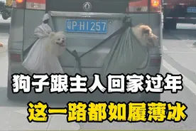 狗狗跟主人挂票回家过年，狗：但凡有个追尾，我俩就噶了 #狗狗视频封面