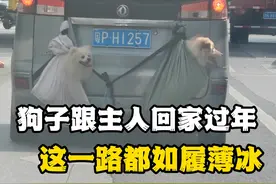 狗狗跟主人挂票回家过年，狗：但凡有个追尾，我俩就噶了 #狗狗视频封面