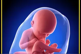 你知道胎儿的性别是由爸爸还是妈妈决定的呢？#科普 #胎儿
