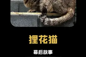 狸花猫:还得是老祖宗严选啊,能留下来的就是香 #狸花猫 #老祖宗严选 #中华田园犬 #橘猫视频封面