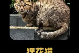 狸花猫:还得是老祖宗严选啊,能留下来的就是香 #狸花猫 #老祖宗严选 #中华田园犬 #橘猫视频封面