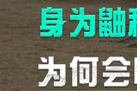 身为鼬科动物的黄鼠狼，为何会惧怕大鹅？大鹅的杀伤力有多大？ #黄鼠狼#大鹅#动物