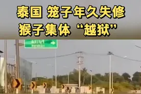 泰国 笼子年久失修 猴子集体“越狱”视频封面