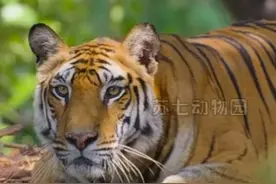 不听老人言，舒服好几年，先苦不一定后甜，先甜肯定是甜了。