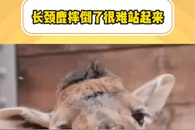 野外的长颈鹿摔倒了怎么办？有野人扶吗？#长颈鹿 #神奇动物 #冷知识 （宕机~）视频封面