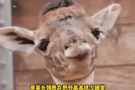 野外的长颈鹿摔倒了怎么办？有野人扶吗？#长颈鹿 #神奇动物 #冷知识 （宕机~）视频封面