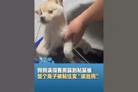 12月18日（采访）辽宁沈阳，狗狗误闯客房踩到粘鼠板，整个身子被粘住变“拔丝狗”，主人笑出鹅叫声： 差点剃毛，用油搓了清理掉了视频封面