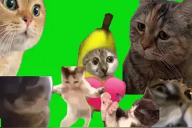 猫猫梗图绿幕合集 #猫咪 #绿布抠像素材 #meme #猫咪的迷惑行为