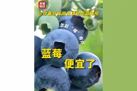 #蓝莓便宜了  #云南大批蓝莓集中上市  ！网友：一整个大期待视频封面