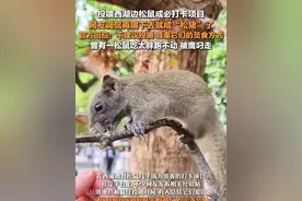 4月17日，浙江杭州，#官方回应西湖边松鼠快被喂成松猪了  ：不建议投喂，尊重它们的觅食方式。#西湖曾有一松鼠吃太胖跑不动被鹰叼走  。