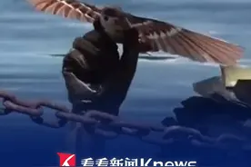 仿生鸟无人机 喷气飞行背包 解放军黑科技装备令人大开眼界 #仿生无人机 #黑科技 #武器装备 #解放军 #飞行背包视频封面