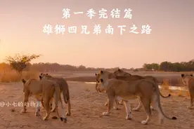 第一季已经完结了  第二季正在努力更新 #动物世界 #野生动物视频封面