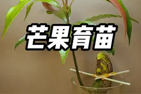 芒果种子水培育苗，你们试过吗 #水培芒果苗 #三农 #芒果育苗 #种植小技巧视频封面