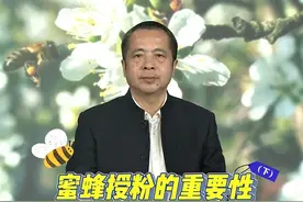 蜜蜂授粉的重要性（下） #蜜蜂  #来抖音学农技  #新农人计划2024视频封面