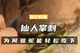 仙人掌浑身带刺，为何骆驼还能轻松吃下呢？看看它的嘴就知道了（三）#科普 #涨知识 #骆驼 #动物视频封面