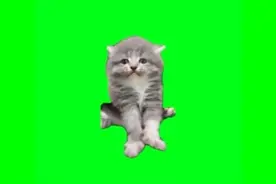 猫meme的所有绿幕素材 #猫咪 #猫meme #猫meme素材
