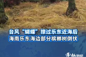 台风“蝴蝶”擦过乐东近海后，海南乐东海边部分槟榔树倒伏。#台风蝴蝶擦过乐东近海后槟榔树倒伏