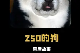 250的狗：果然220V的电，电不死250的狗 #热点 #狗 #二哈