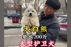 能长200斤的大白熊护卫犬，武能勇斗7郊狼，文能伴侣护安全！