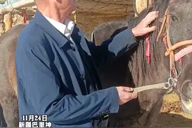 牧民大叔教你冬天怎么训练赛马，平时筛选赛马时看这些特点#马背上的民族  #马儿 #赛马 （编辑：哈力玛）视频封面