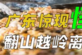 广东惊现怪鱼，离水7天也能存活，翻山越岭可跑一公里 #动物科普#过山鲫#野生动物#涨知识