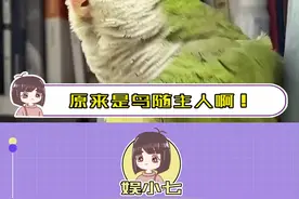 谁家的鹦鹉还不会跳个舞嘞！！#鹦鹉 #跳舞 #真实视频封面