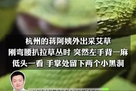 杭州阿姨野外挖艾草不料被蛇咬，医生提醒：#冬眠醒来的蛇有起床气视频封面