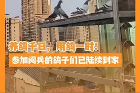 养鸽千日，用鸽一时！参加阅兵的鸽子们已陆续到家（光明网）