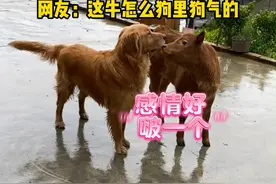 12月15日 广西。回村的金毛交到好朋友，以为也是金毛，竟是一头小牛。网友：这牛怎么狗里狗气的。#广西dou知道 @抖音短视频 来源：@差点吐了视频封面