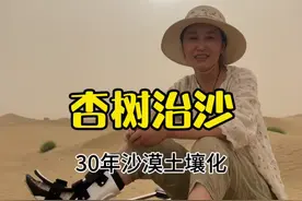 杏树治沙，长了30年的杏树果实硕果累累，沙地也已经土壤话 #塔克拉玛干沙漠 #新疆 #防风固沙视频封面