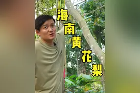 鉴定海南的“老生常谈树”，什么树价值几百万？！ #青少年课外知识讲堂 #黄花梨 #沉香 #植物科普 #槟榔树