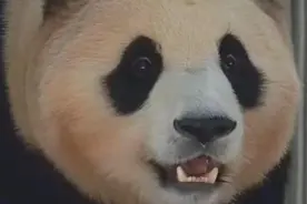 7.10日：奶爸说福宝的夜生活非常规律，就是吃吃睡睡保持焦糖视频封面