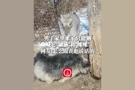 3月29日，陕西（发布），#男子偶遇猞猁喊它"猢狲"和"咪咪"，网友:怎么跟丧彪说话的