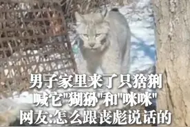 3月29日，陕西（发布），#男子偶遇猞猁喊它"猢狲"和"咪咪"，网友:怎么跟丧彪说话的视频封面