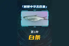 挑战解锁500种鱼，第一种归位！猜中长度有奖！ #内容启发搜索 #钓鱼 #知识分享 #野钓 #又到了春天钓鱼的季节 为了完成解锁五百种鱼的挑战，我将花三年时间游钓全国，在钓鱼的同时，跟大家分享这些鱼的辨认方法。
第一个鱼种，白条。这是所有钓鱼佬都拿过的新手套餐，在野钓时也领教过它们超强的闹窝能力。当然，白条只是俗称，很多地区把还把餐条、海鲢、翘嘴、贝加尔雅罗鱼、飘鱼、马口、似鱎以及一些鲌属的鱼，统统叫做白条鱼。而餐条在各地又称为蓝刀、游刁子、青鳞子、尖嘴子、餐子等等。今天我们钓到的这条鱼，就是鲤科䱗属的鱼。主要特征是它的背鳍位于腹鳍之后，背部青灰色，腹侧银色，尾鳍边缘灰黑色，腹棱从胸鳍基部到肛门。䱗属下面还有贝氏䱗、张氏䱗、高氏䱗等好几种鱼。和䱗类似鱼还有半䱗属、拟䱗属、黑线䱗属、海南䱗属、似鱎属等等。还有一点，广东的蓝刀可能是鲤科的䱗属的鱼。而广西的蓝刀可能还包括拟䱗属的南方拟䱗。虽然俗称相同，但可能属于不同鱼种。我们不是搞水产的，就不深入探讨了。知识有限，如有错漏，欢迎大家指正，我们一起探讨。