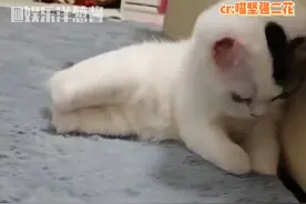 妈妈的爱给了二花新的脚#猫咪 #感动 #救赎 #家人 #治愈视频封面