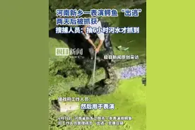河南新乡一表演鳄鱼“出逃”，两天后被抓获，搜捕人员：抽6小时河水才抓到（原创采访）视频封面