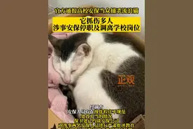 官方通报高校安保当众捕杀流浪猫：它抓伤多人，涉事安保停职及调离学校岗位视频封面